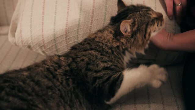 Woman petting cat lying on sofa in living room. Human hand stroking furry cat close-up.