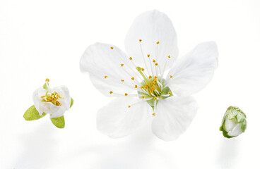 Drei Kirschblüten auf weiss als Freisteller