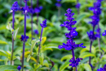 Blue Salvia flowers blooming at a garden in Chiang Mai, Thailand.