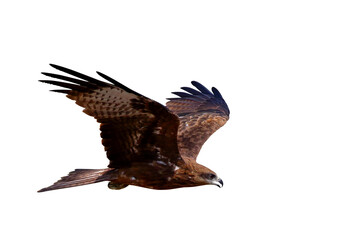 Birds of prey Black kite (Milvus migrans) flying on transparent background png file