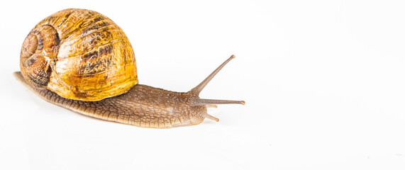 Brown snail on white background