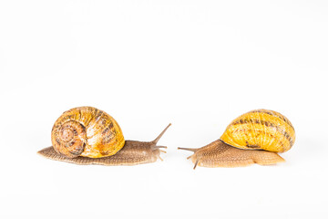 garden snails racing on white background