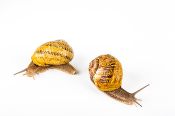 garden snails racing on white background