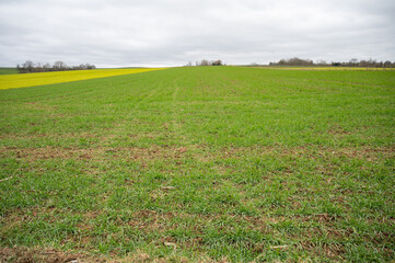 Agricultural field with grass growing on it during springtime, cloudy day landscape