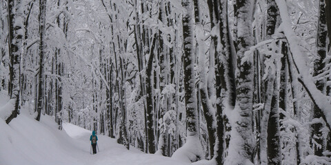 hiker girl walks through a magical snowy forest; active recreation in the frosty snowy mountains
