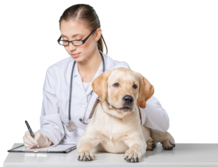 Beautiful young veterinarian with a dog on a white background