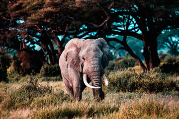 Elephants in Amboseli Nationalpark, Kenya,