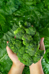 broccoli in hands, organic fresh and healthy food, green background, brocolli