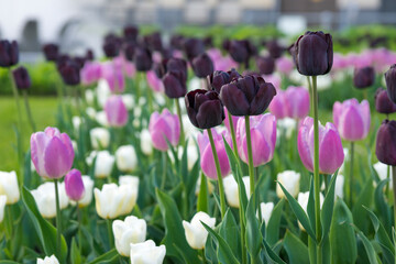 Tulpen in lila und pink
