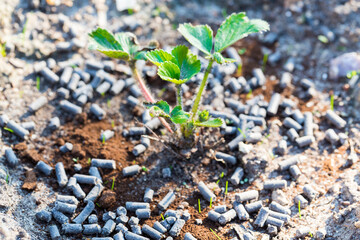 Young strawberry plant with organic fertilizer