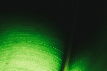 Green leaf macro in backlight. Ficus leaf macro shot. Structure