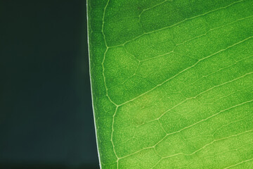 Green leaf macro in backlight. Ficus leaf macro shot. Structure of a green ficus leaf..Background texture green leaf structure macro photography