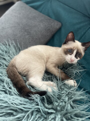 Incredible baby Blue