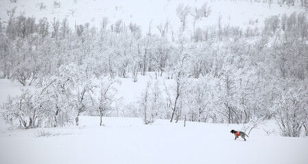 Pointing dog in snowy landscape. English setter pointing ptarmigans.