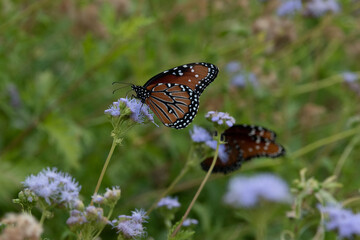 Queen Butterflies in Blue Mistflower, Fall in Fredericksburg, Texas