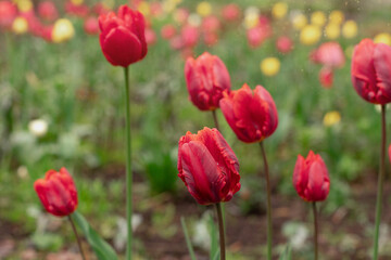Obraz premium red tulips bloom in the park in spring, spring flower background