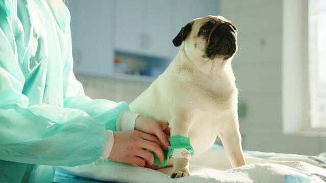 The veterinarian puts a bandage on pug's right leg to cover the wound. The doctor pets the pug to keem it calm and relaxed until they are finished. High quality 4k footage