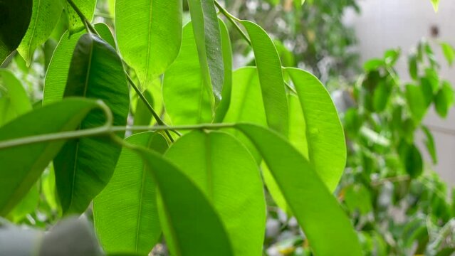 The green leaves of the Syzygium cumini or Malabar plum fruit tree are swaying in the wind outside in the sunlight. Java plum leaves close view of the foliage.