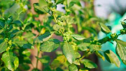 Withania somnifera plant known as Ashwagandha. Indian ginseng herbs, poison gooseberry, or winter cherry green leaves. Ashwagandha Benefits For weight, stress and healthcare