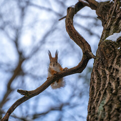 a cute red squirrel balances on a S-shape branch of the tree with blurred bluish sky background in winter forest