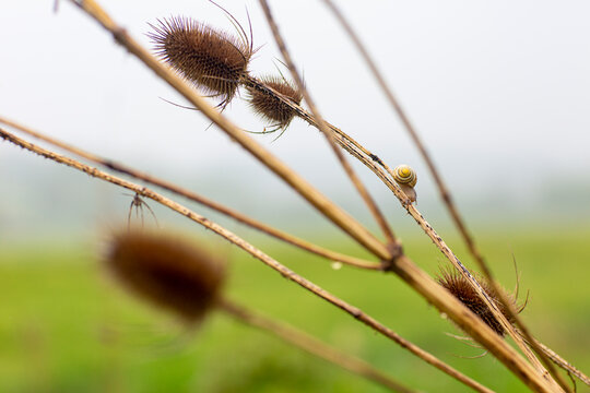 Dry thistle head with small yellow snail on stem