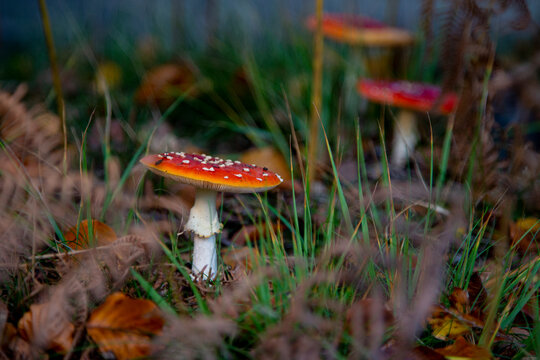 Group of red poisonous mushroom in Epping Forest