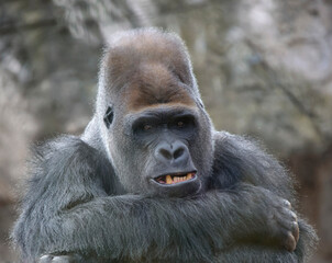 Old large male gorilla calmly looks straight ahead, showing his lower fangs.