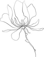 Magnolia flower sketch, linear botanical drawing