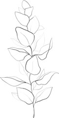 Eucalyptus branch sketch, linear botanical drawing