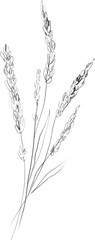 Lavender branches sketch, linear botanical drawing