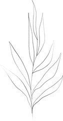 Olive branch sketch, linear botanical drawing