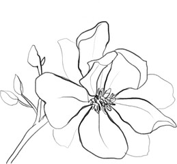 Magnolia flower sketch, linear botanical drawing