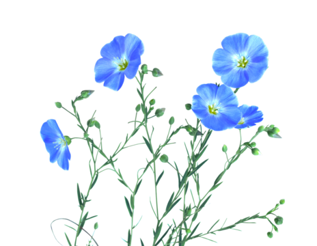 Beautiful blue wildflowers. Flax flowers and seed capsules isolated on transparent background. Linum usitatissimum (common flax or linseed).