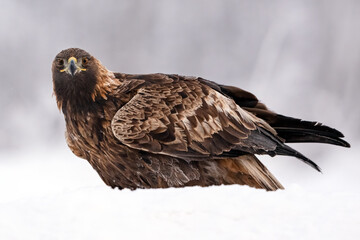 Golden eagle in winter scenery