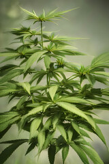 Cannabis marihuana buds plant , medicine, herb, herbal, nature, Generative AI	