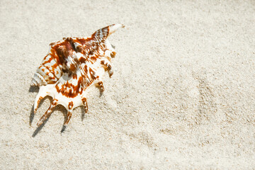 beautiful seashells by the sea on nature background