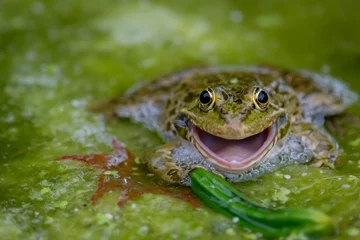 Deurstickers Smiling Frog in water. One common frog with open mouth in vegetated areas. Pelophylax lessonae. © Cherry