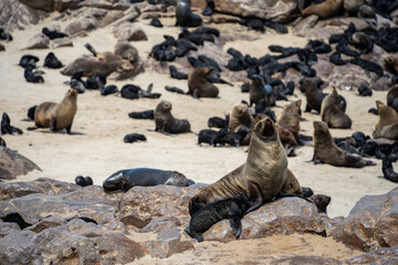 Cape Cross Seal Colony, Namibia