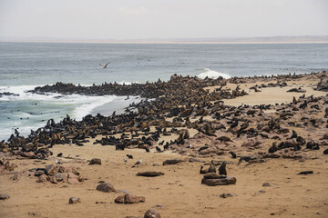 Fototapeta na wymiar Cape Cross Seal Colony, Namibia