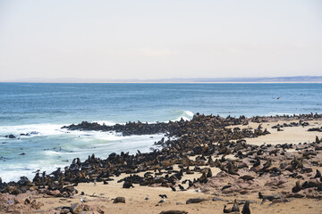 Fototapeta na wymiar Cape Cross Seal Colony, Namibia