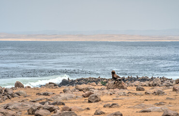 Cape Cross Seal Colony, Namibia