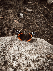 butterfly on a rock