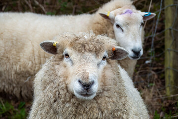 portrait of two pretty sheep looing at the camera