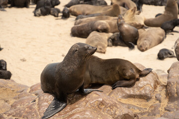 Fototapeta premium Cape Cross Seal Colony, Namibia