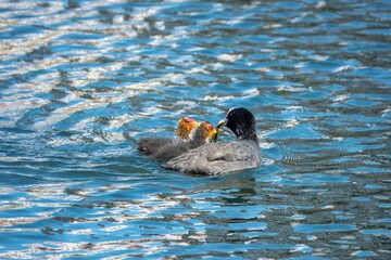 coot feeding her chicks on the water