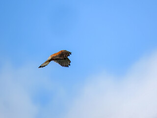 kestrel a bird of prey species belonging to the kestrel group of the falcon family hovering in a bright blue sky