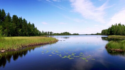 Low angle view: Blue Värsjön lake in the wilderness of Sweden. Evergreen pine forests and soggy grassland, water lilies and reflection of clouds blue sky in the montane forest lake. Värmland Sweden