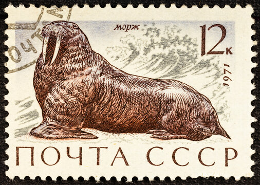 USSR - CIRCA 1971: Postage stamp with a picture of Walrus Odobenus rosmarus , printed in USSR.