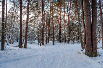Frosty winter landscape in snowy forest.The Lielupe river, Nature Park Piejūra (Seaside), Latvia.