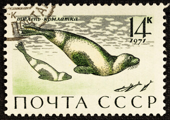 USSR - CIRCA 1971: a stamp printed by USSR shows Ribbon Seals, series animal.